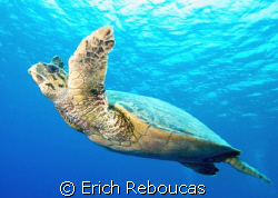 Hawksbil turtle cruising in the blue.
Jackfish Alley, Ra... by Erich Reboucas 
